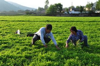 甘肅中藥材產(chǎn)業(yè)“十三五”發(fā)展的對策思考